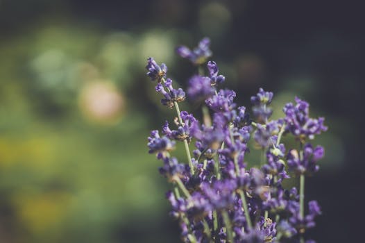 soothing lavender fields