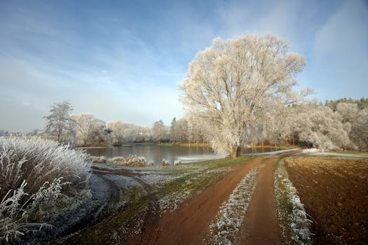 peaceful forest path