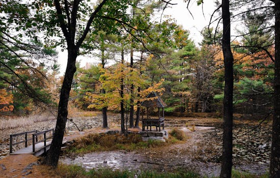 peaceful forest setting