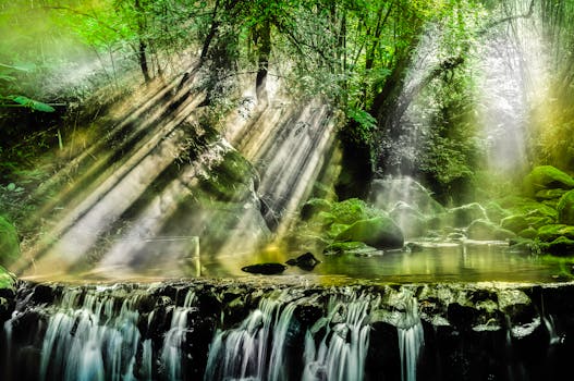 serene forest with sunlight streaming through trees